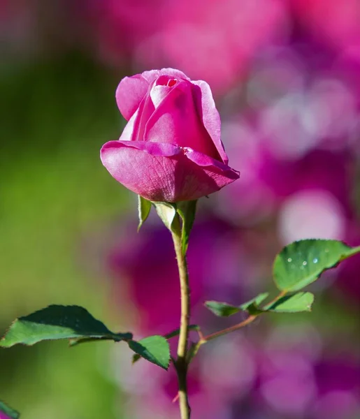 Leuchtende Rosa Blume Sommerlandschaft — Stockfoto