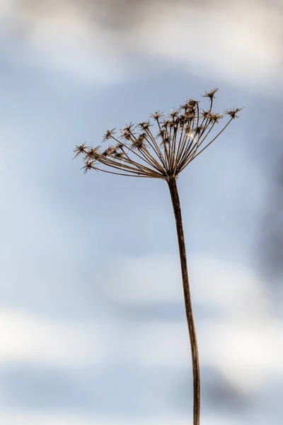 Hogweed Száraz Virág Növény Télen Homályos Háttér — Stock Fotó