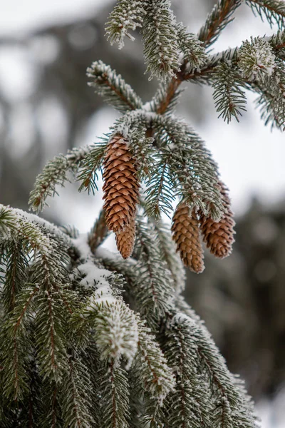 Vinter Fir Kottar Och Snö Grenarna — Stockfoto