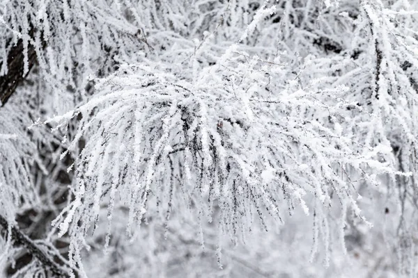 Winterijzige Takken Prachtige Boomtakken Met Rietvorst Sneeuw Geweldige Winterachtergrond Fancy — Stockfoto