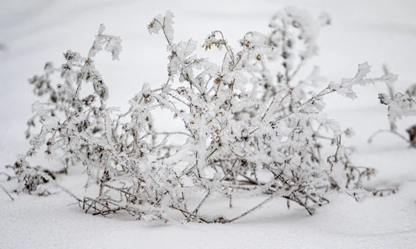 干草冬雪模糊了背景 干草上覆盖着第一批结冰的冻土 白色寒假圣诞背景 — 图库照片