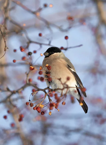 Beaux Oiseaux Hiver Sur Une Branche Arbre Sur Fond Ciel — Photo