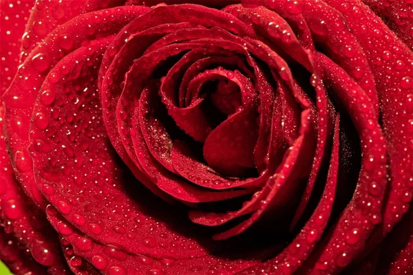红玫瑰 宏观特写 — 图库照片