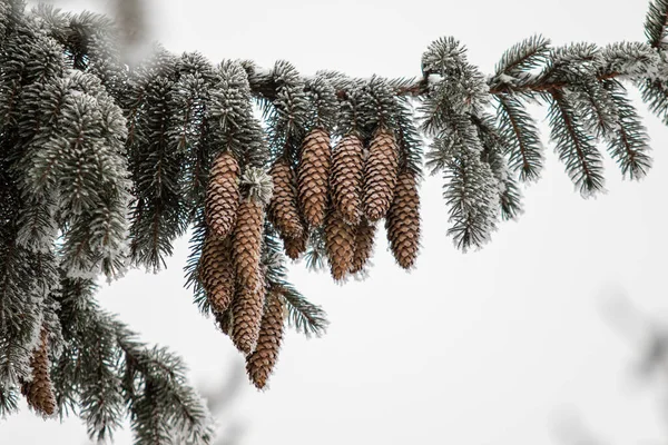 Winter Fir Cones Snow Branches — Stock Photo, Image