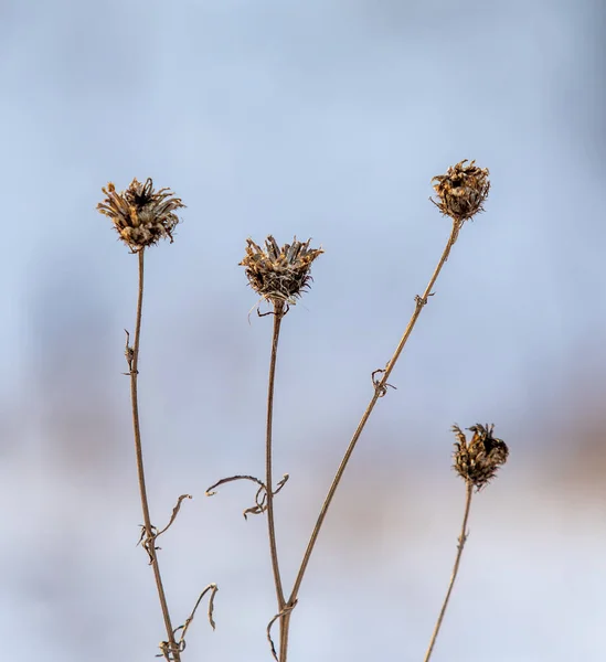 Trockenes Gras Winterschnee Verschwimmt Hintergrund Winterlandschaft — Stockfoto