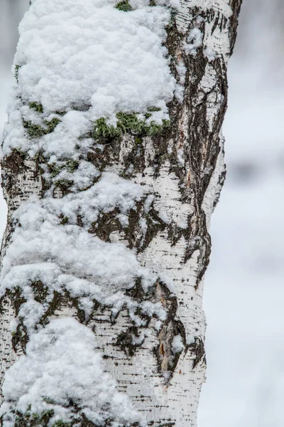 Bark Björk Trunk Snön Bakgrund — Stockfoto