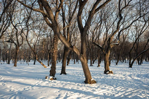 Zimní Park Krajina Modré Obloze Pozadí — Stock fotografie