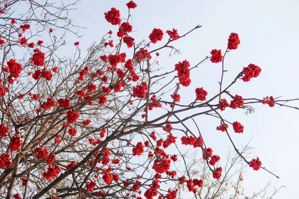 Rowan Árboles Contra Cielo Azul Naturaleza Invierno — Foto de Stock