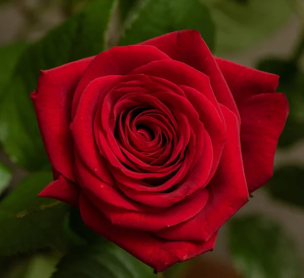 Tüm Çerçeve Için Kırmızı Gül Çiçeği Yakın Plan — Stok fotoğraf