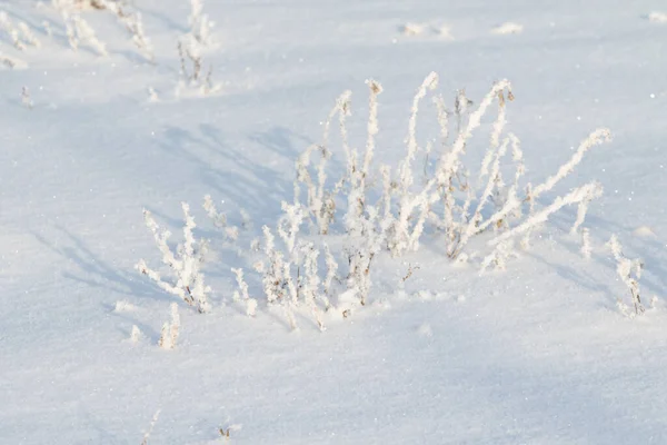 Droge Takken Van Gras Bedekt Met Sneeuw Winterlandschap — Stockfoto
