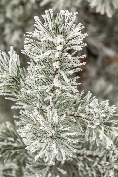 Jehličnaté Větve Jsou Pokryty Sněhem Borovice Sněhových Krystalech Detailní Záběr — Stock fotografie