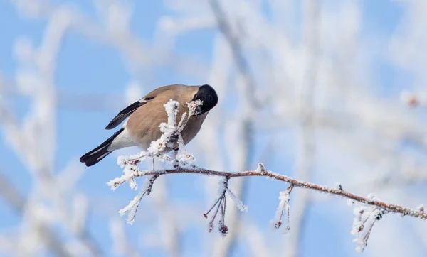 Belos Pássaros Inverno Galho Árvore Contra Fundo Céu — Fotografia de Stock