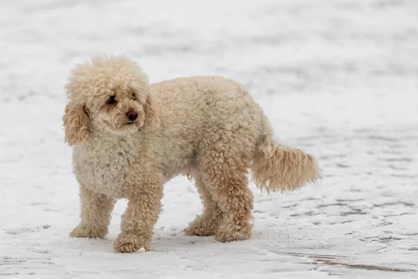 雪の中の犬 白いシャギー 雪の中でミニ金魚ドル子犬 — ストック写真