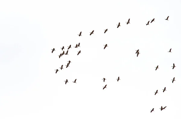 Cranes Fly High Sky — Stock Photo, Image