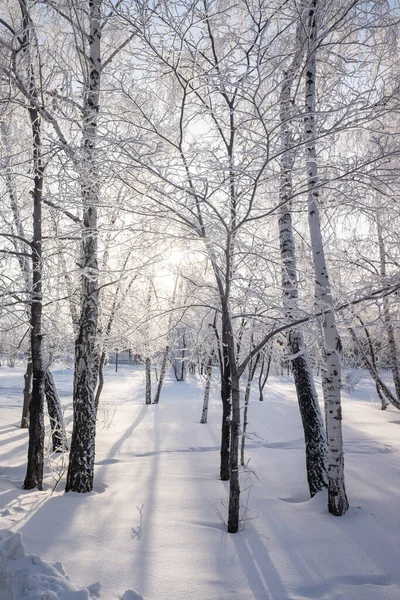 Zimní Krajina Lese Stromy Pokryté Hoarfrost Modrá Obloha Slunečný Den — Stock fotografie