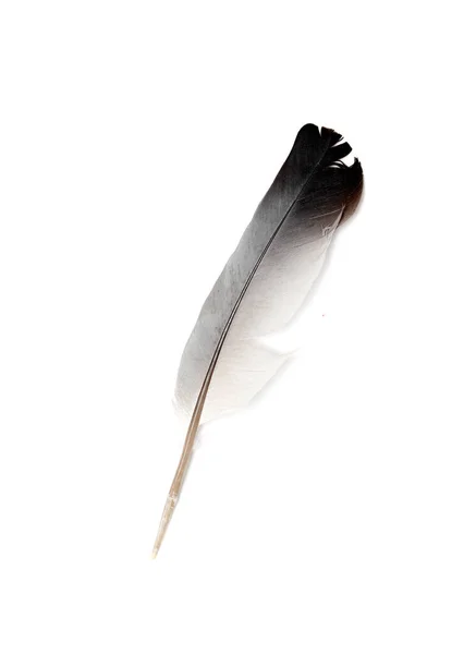 Streszczenie Czarnych Piór Unoszących Się Powietrzu Czarne Pióro Izolowane Białym — Zdjęcie stockowe