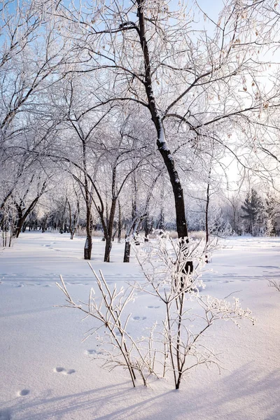 Zimní Krajina Lese Stromy Pokryté Hoarfrost Modrá Obloha Slunečný Den — Stock fotografie
