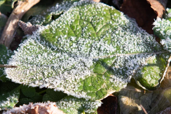 Hoarfrost Zöld Füvön Közelkép — Stock Fotó