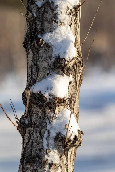 Kmen Stromu Sněhu Zemi Příroda — Stock fotografie
