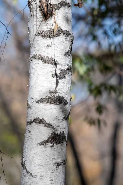 Sonbahar Ormanında Beyaz Bir Huş Ağacının Gövdesi — Stok fotoğraf