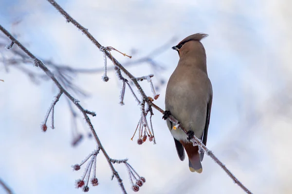 空を背景にした木の枝に冬の美しい鳥 — ストック写真
