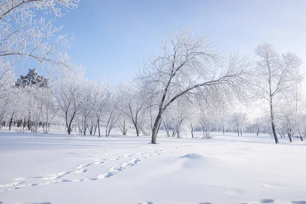Krásná Zimní Krajina Zasněženými Stromy Modrá Obloha Texturovaný Sníh Zimní — Stock fotografie