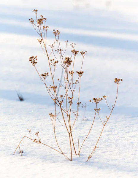 乾燥した草や枝の雪に覆われたフィールド — ストック写真