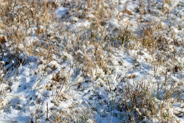 Trockenes Gras Unter Dem Schnee Landschaft Der Natur — Stockfoto