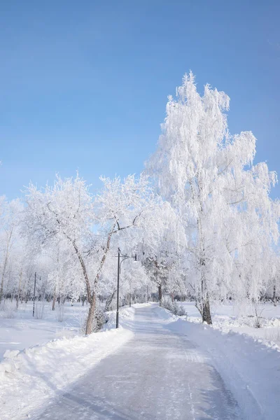 Bela Paisagem Inverno Com Árvores Cobertas Neve Céu Azul Neve — Fotografia de Stock