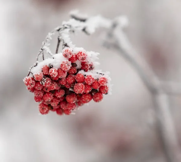 Red Rowan Fruits Snow Close Winter Landscape — Stock Photo, Image