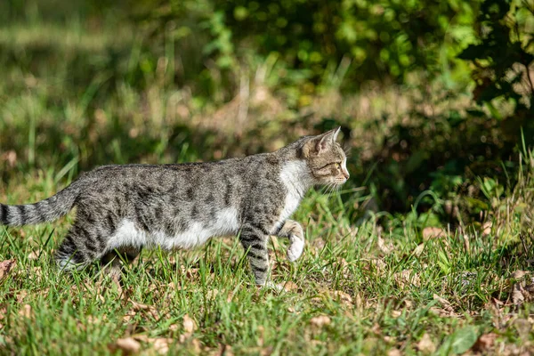 Gato Gris Parque Paisaje Verano —  Fotos de Stock