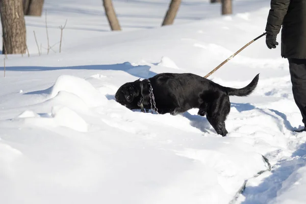 Pes Kopající Sníh Zimě — Stock fotografie