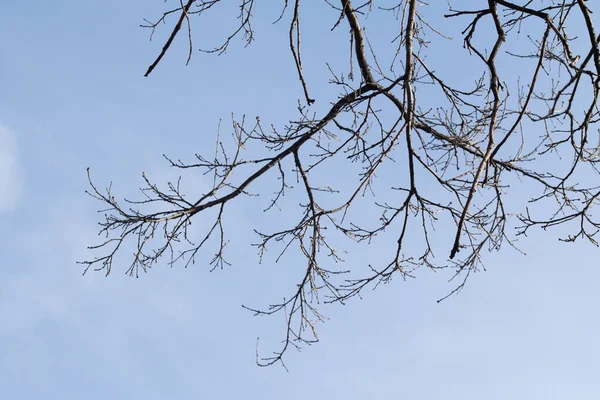 Rami Albero Senza Foglie Uno Sfondo Cielo Blu — Foto Stock