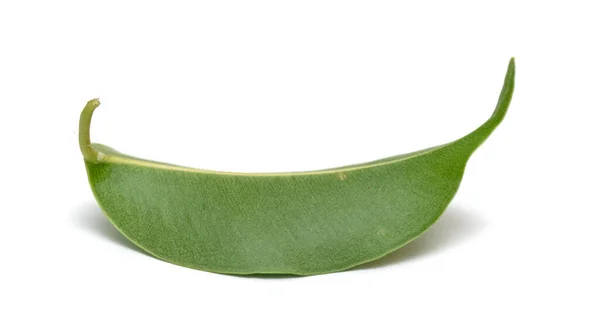 Hoja Verde Con Gotas Agua Sobre Fondo Blanco —  Fotos de Stock