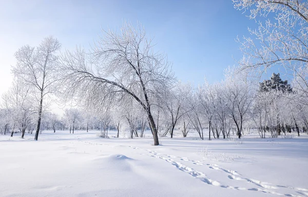 Bela Paisagem Inverno Com Árvores Cobertas Neve Céu Azul Neve — Fotografia de Stock