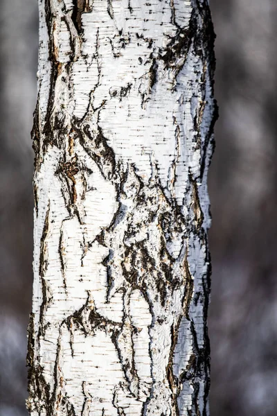 Björk Naturlig Textur Grov Bark Gammal Björkstam Närbild — Stockfoto