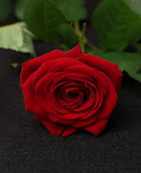 Červená Růže Květiny Černém Pozadí Close — Stock fotografie