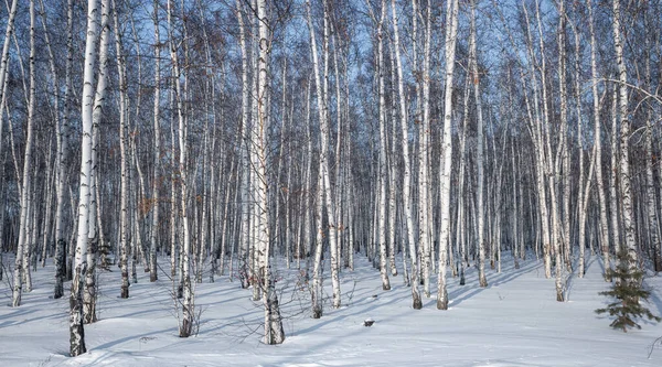 Vinter Landskap Björk Skog Blå Himmel Solig Dag — Stockfoto