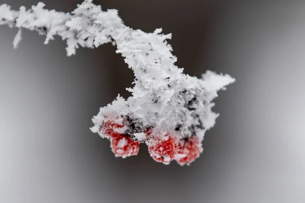 Red Rowan Frutas Neve Close Paisagem Inverno — Fotografia de Stock