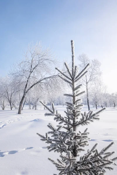 Hermoso Paisaje Invierno Con Árboles Cubiertos Nieve Cielo Azul Nieve — Foto de Stock