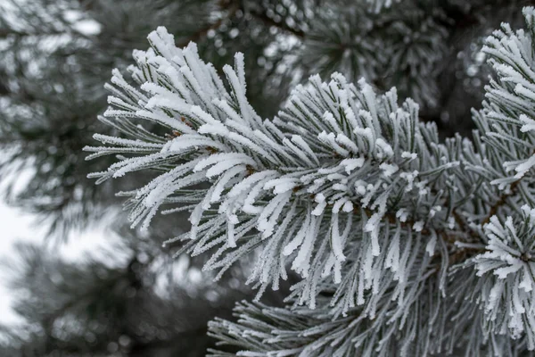 Agujas Congelando Primer Plano Del Árbol Navidad Nieve Invierno Naturaleza — Foto de Stock