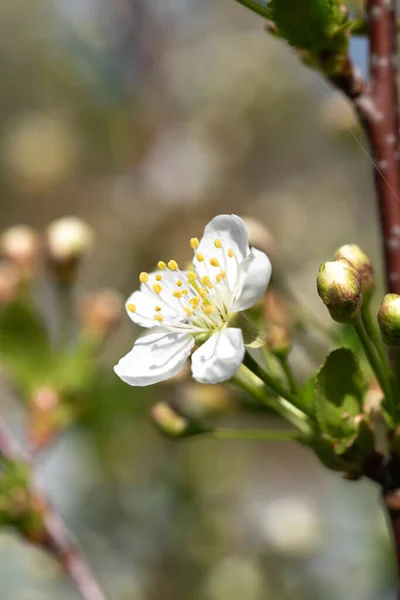 Biały Wiśnia Kwiaty Wiosna Natura — Zdjęcie stockowe