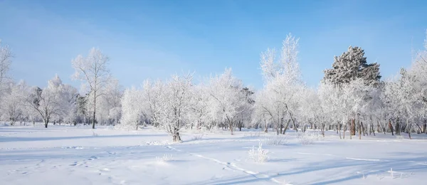 Bela Paisagem Inverno Com Árvores Cobertas Neve Céu Azul Neve — Fotografia de Stock