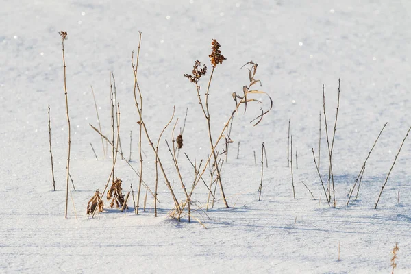 Schneebedecktes Feld Aus Trockenem Gras Und Ästen — Stockfoto