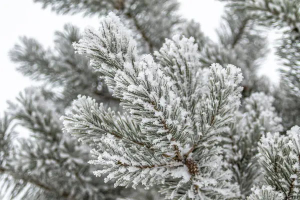 針葉樹の枝は雪で覆われています 冬の雪を背景に雪の結晶中の松の枝 — ストック写真