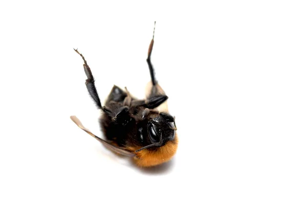 Dead Bumblebee White Isolated Background — Stock Photo, Image