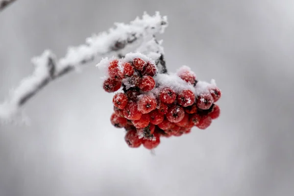 Red Rowan Fruits Snow Close Winter Landscape — Stock Photo, Image