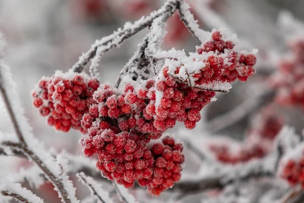 Red Rowan Fruits Snow Close Winter Landscape — Stock Photo, Image