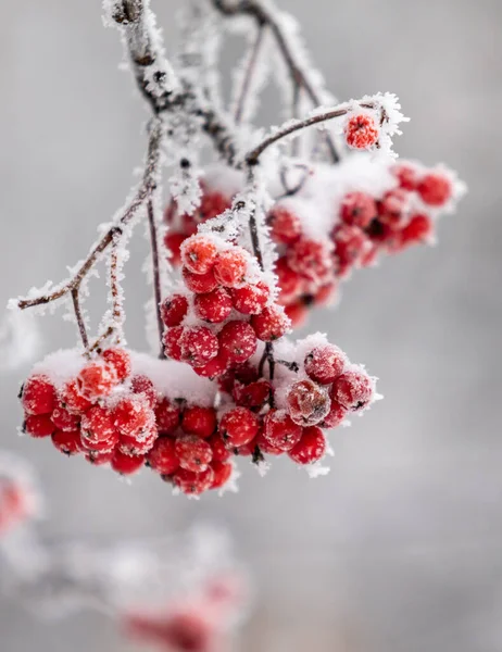 Червоні Плоди Снігу Крупним Планом Зимовий Пейзаж — стокове фото