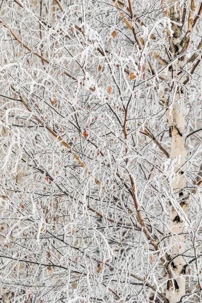 冬の凍てつく枝 霜や雪と美しい木の枝 素晴らしい冬の背景 背景としての霜でファンシーツリーの枝 — ストック写真